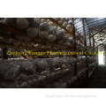 Hericium Erinaceus polysaccharide; Lion's Mane Mushroom; Stomach-Nourishing; GMP/HACCP Certificate